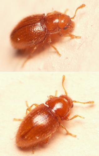 Réf. 55 922 : Mycetaea subterranea