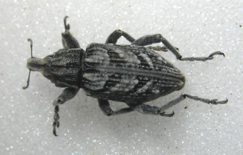 Réf. 55 604 : Coniocleonus cicatricosus