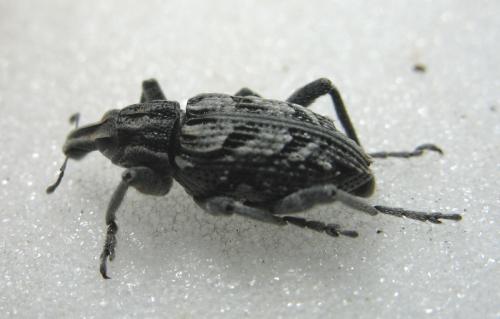 Réf. 55 606 : Coniocleonus cicatricosus