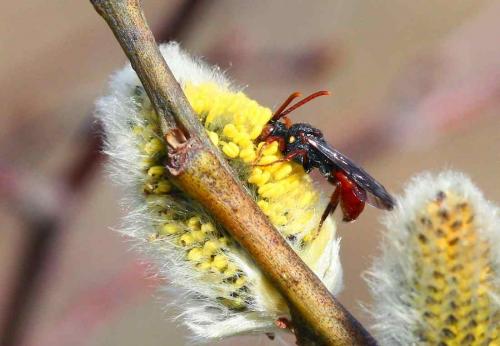 Nomada ferruginata