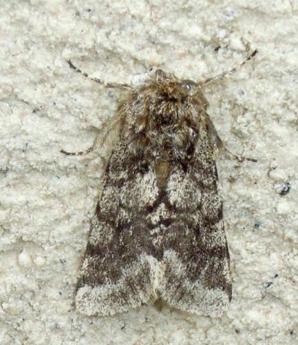 Réf. 55 316 : Lycia hirtaria