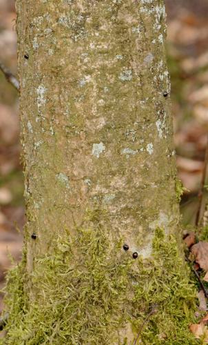Chilocorus renipustulatus