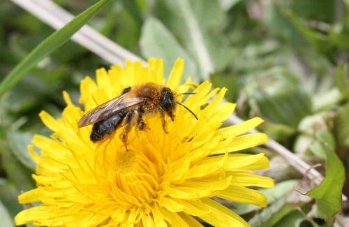 Réf. 55 679 : Andrena nitida