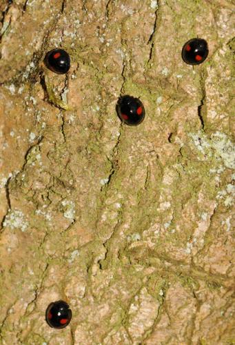 Chilocorus renipustulatus
