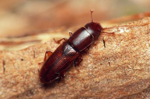Rhizophagus depressus