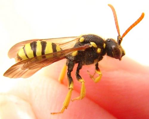 Nomada succincta