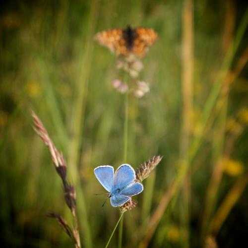 Polyommatus bellargus