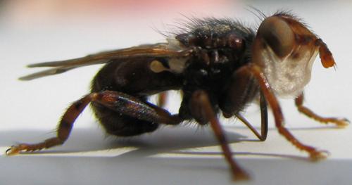 Myopa testacea