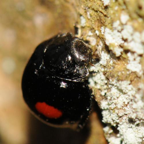Réf. 55 543 : Chilocorus renipustulatus