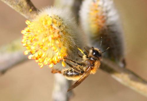 Andrena praecox
