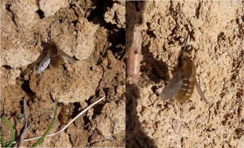 Bombylius major