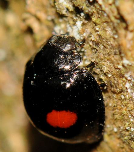 Chilocorus renipustulatus