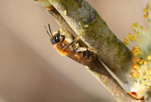 Andrena praecox