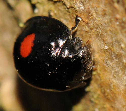 Chilocorus renipustulatus