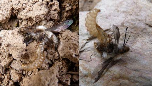 Bombylius major