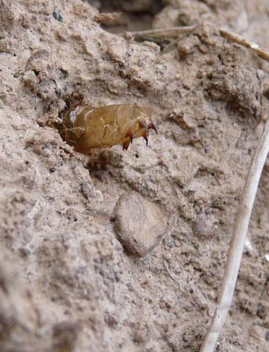Bombylius major