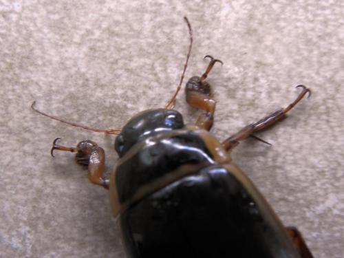 Dytiscus marginalis