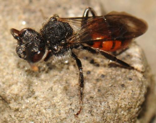 Nomada fabriciana