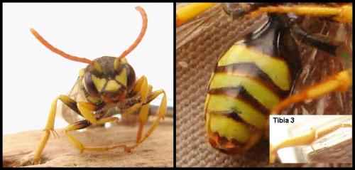 Réf. 55 081 : Nomada succincta