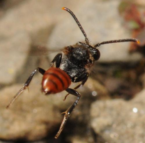 Nomada fabriciana