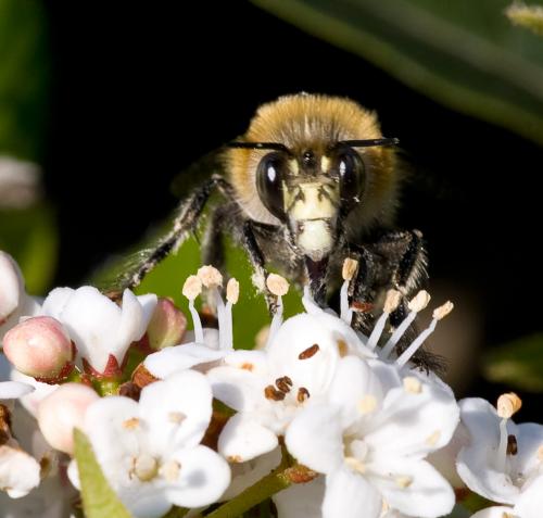 Anthophora plumipes