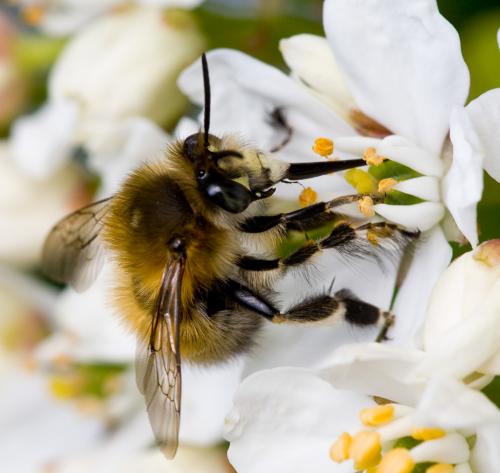 Anthophora plumipes