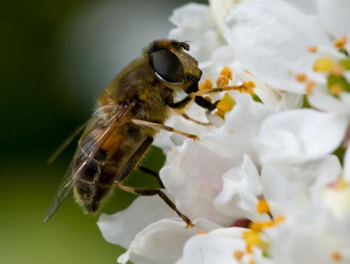 Réf. 55 747 : Eristalis pertinax