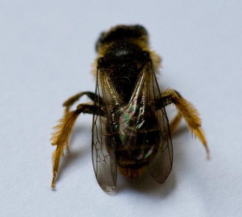 Andrena sp.