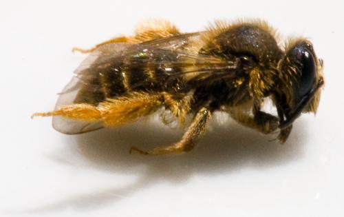 Andrena sp.