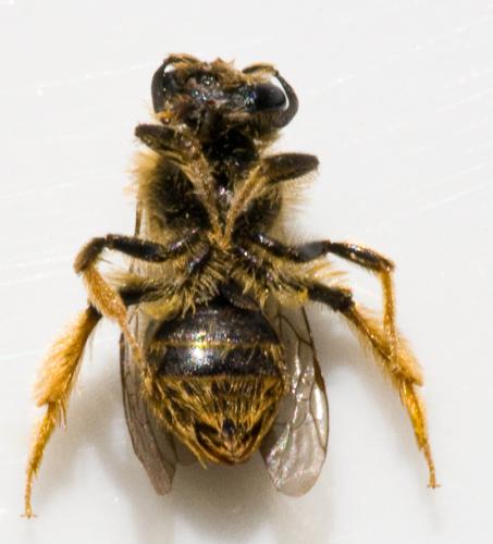 Andrena sp.