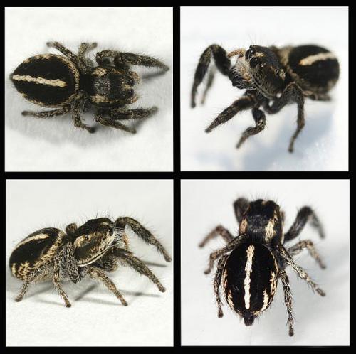 Pellenes arciger