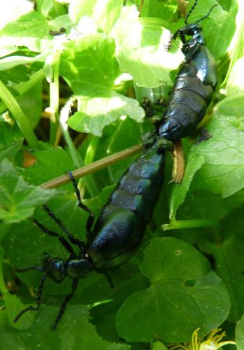 Meloe sp.
