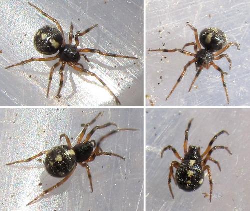 Réf. 55 973 : Crustulina guttata