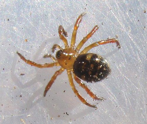 Euryopis flavomaculata
