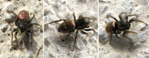Réf. 55 585 : Heliophanus auratus