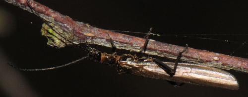 Réf. 55 880 : Leuctra sp.