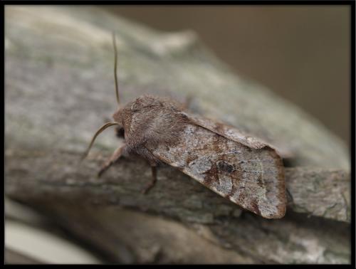 Réf. 55 443 : Orthosia incerta