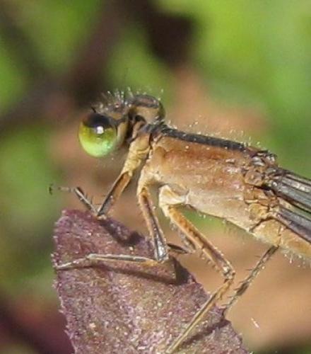 Ischnura sp.
