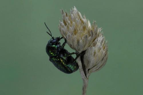Cryptocephalus sp.