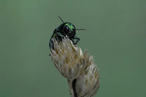 Cryptocephalus sp.
