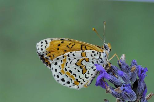 Melitaea didyma