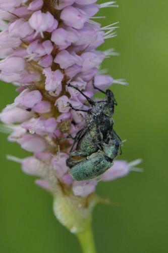 Phyllobius pomaceus