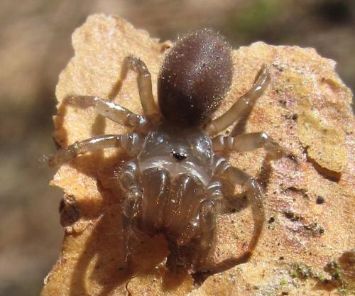Atypus sp.