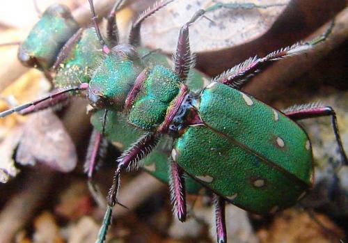 Réf. 55 478 : Cicindela campestris