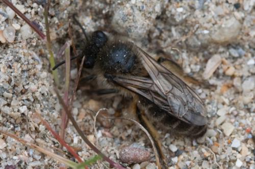 Colletes cunicularius
