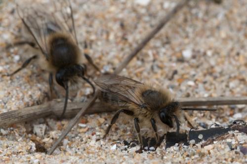 Colletes cunicularius