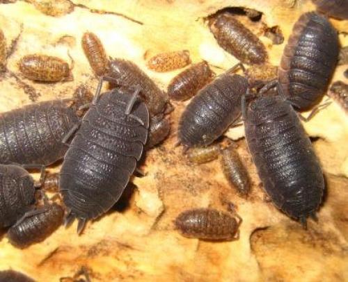 Porcellio scaber