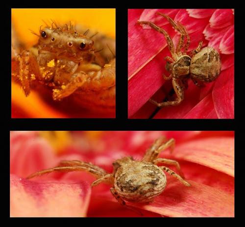 Xysticus sp.