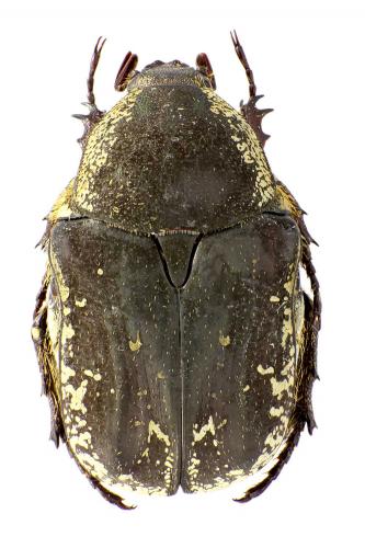 Aethiessa floralis