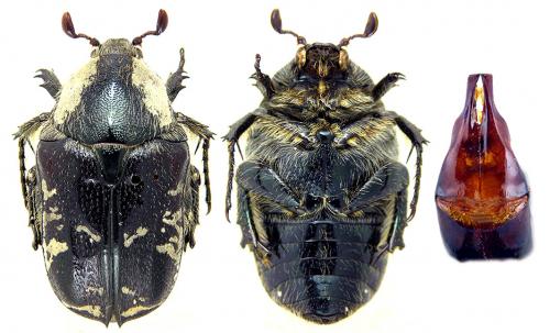 Aethiessa szekessyi
